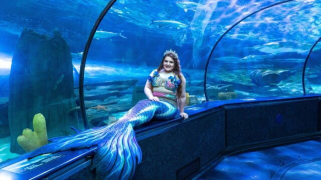 Ripleys-Aquarium-6-1024×768