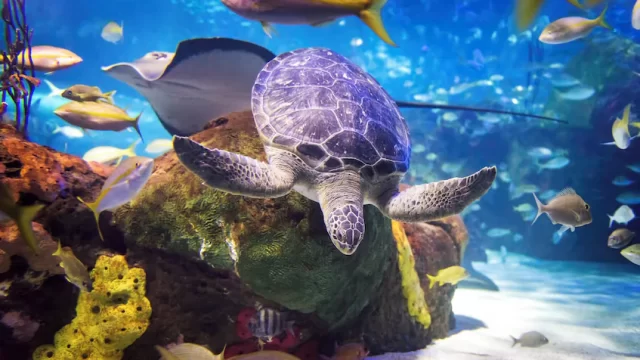 ripleys-acquarium-city-pass-toronto