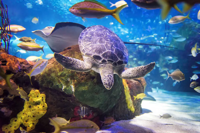 ripleys-acquarium-city-pass-toronto