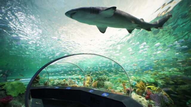 toronto-Ripleys-Aquarium-shark