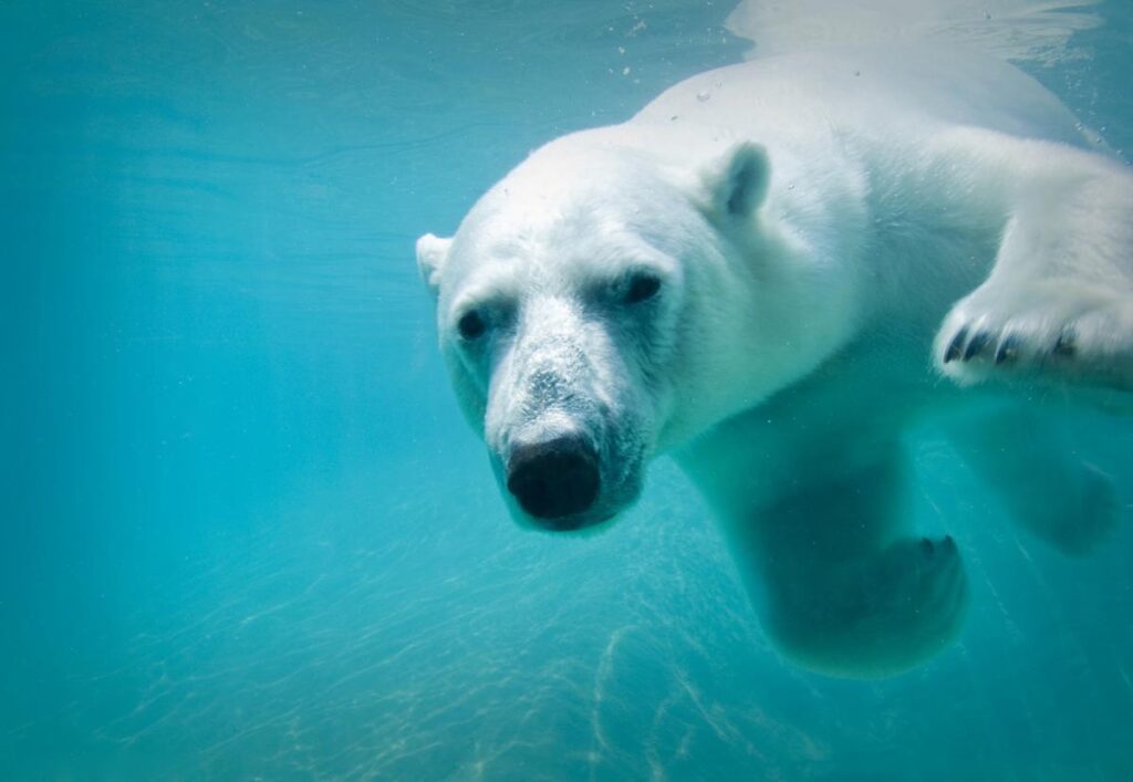 Polar Bear / Toronto Zoo