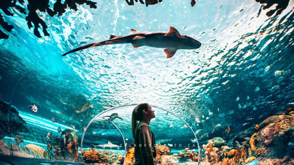 Ripleys Aquarium of Canada shark exhibit in Toronto