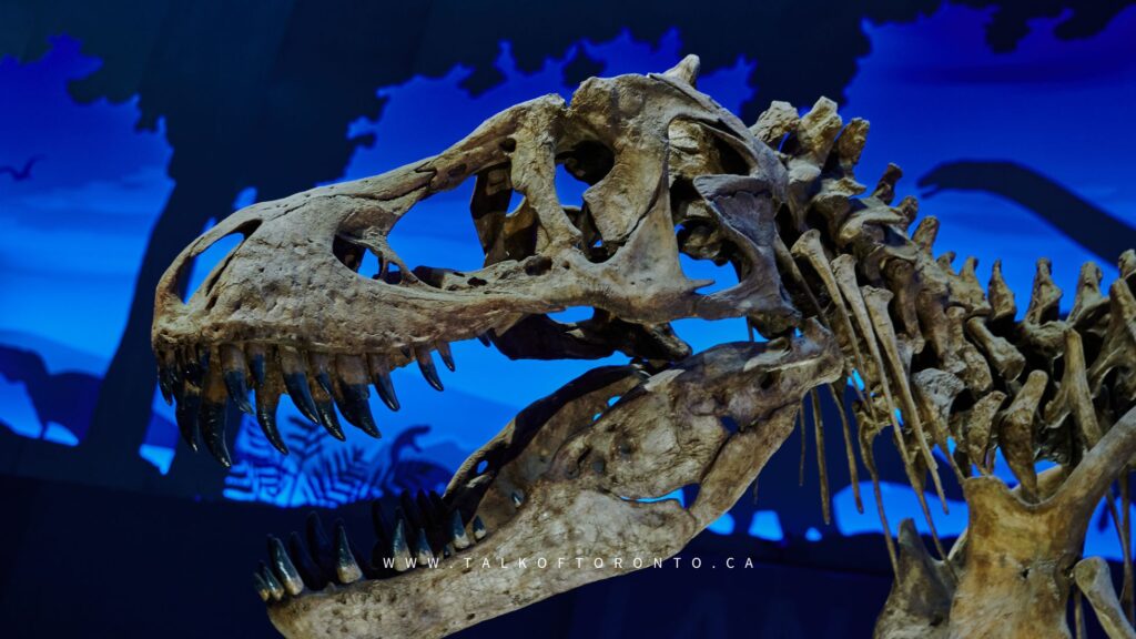 TRex at Royal Ontario Museum