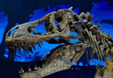 Royal Ontario Museum (ROM)
