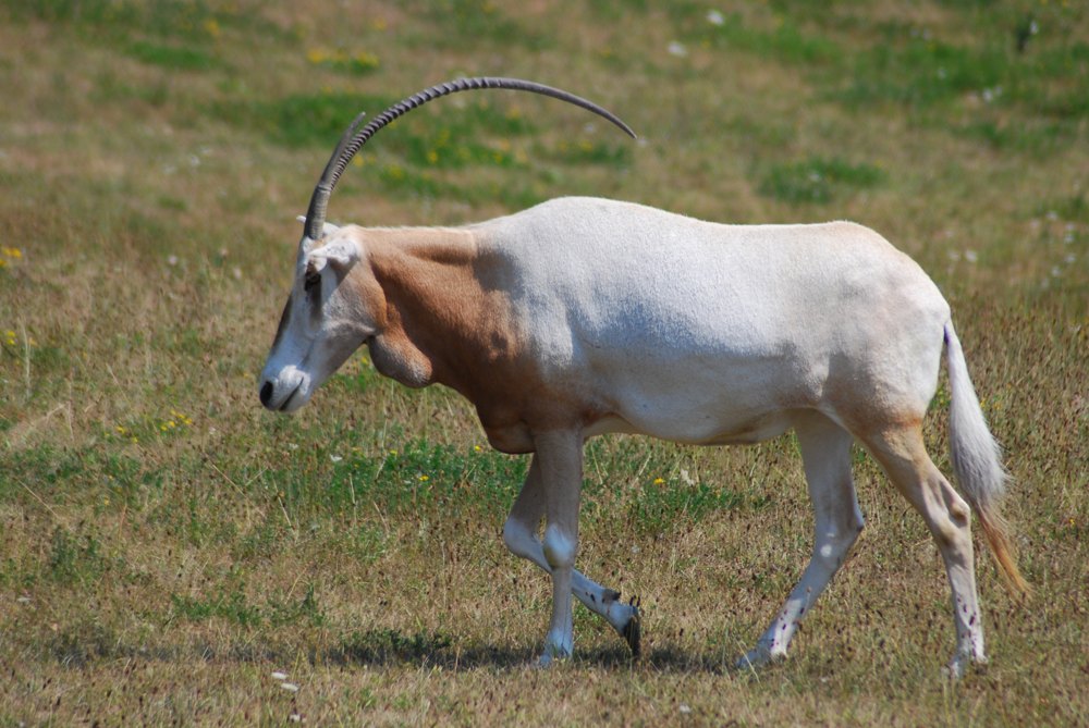 Toronto Zoo