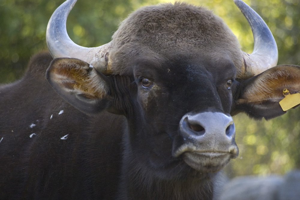 Bison at Toronto Zoo